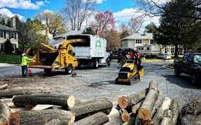 Professional Tree Removal and Landscaping Services in Montalvin Manor, CA